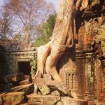 Photo of the Day: Ta Prohm