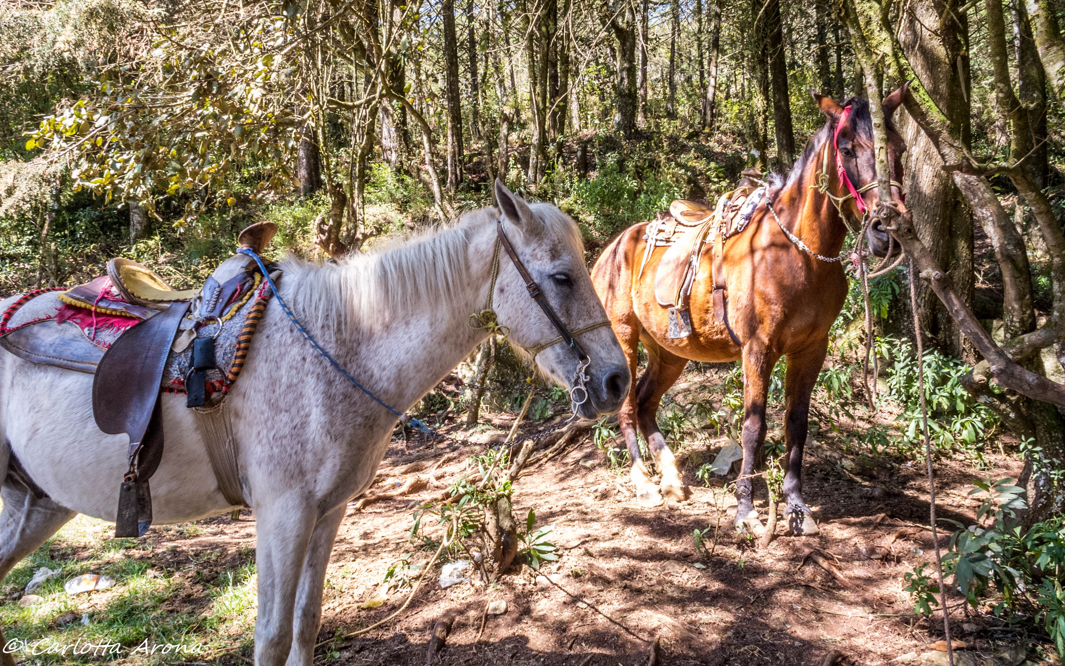 San Cristobal Horse Riding